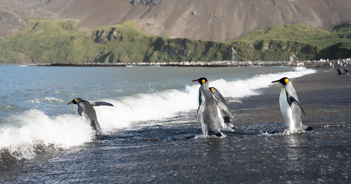 キングペンギン