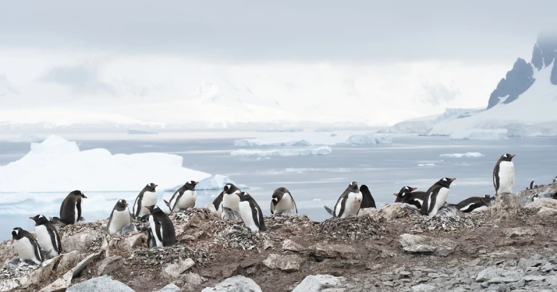 失敗しない南極旅行の選び方のポイント
