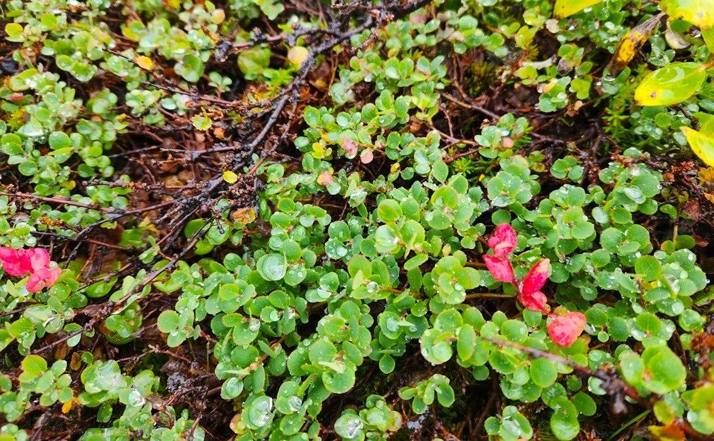 小さな植物