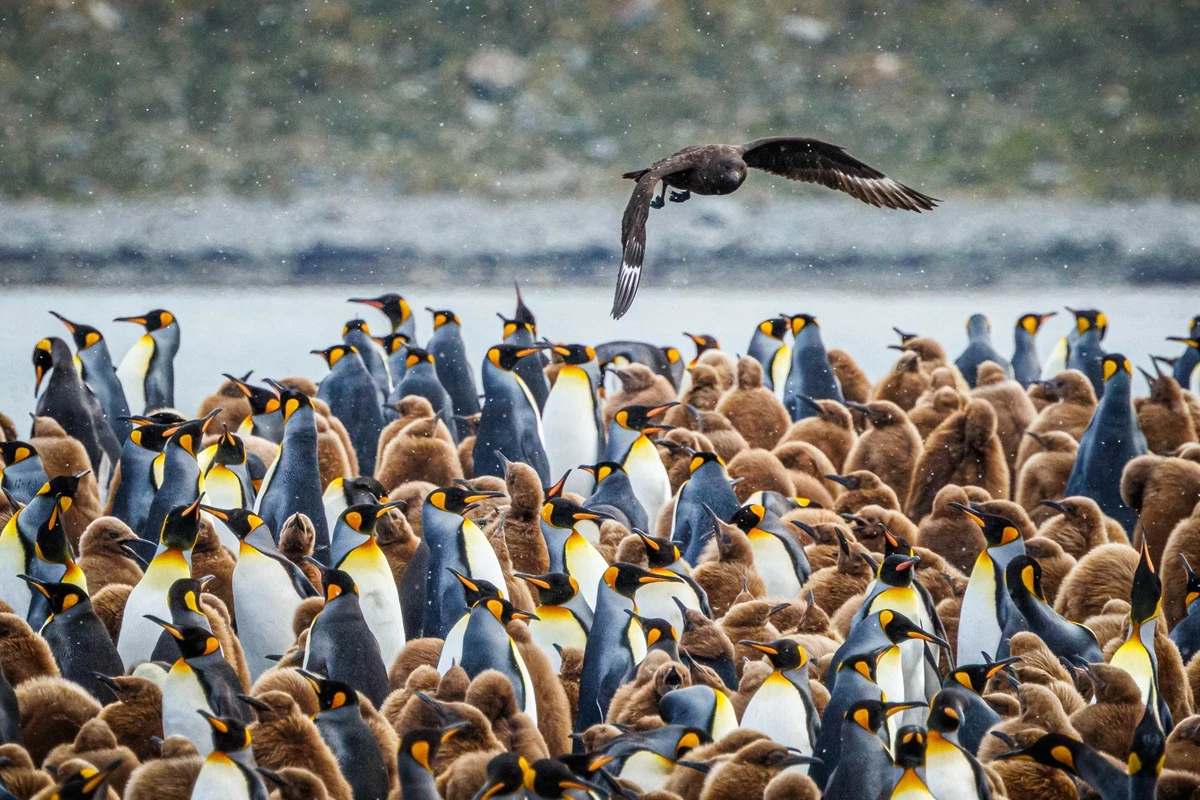 キングペンギン