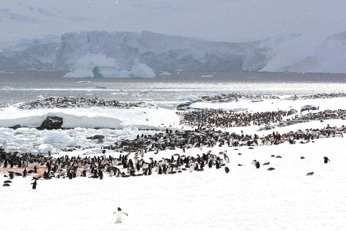 ジェンツーペンギンの営巣地