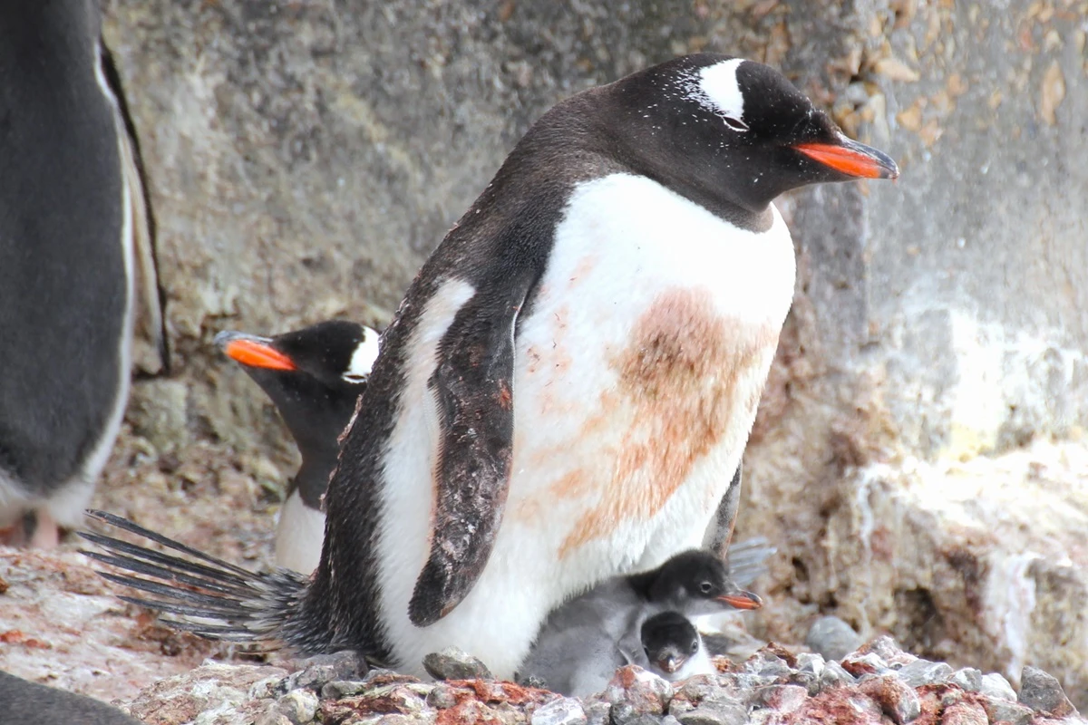 ジェンツーペンギンの親子