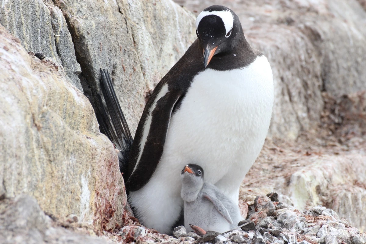 ジェンツーペンギンの親子