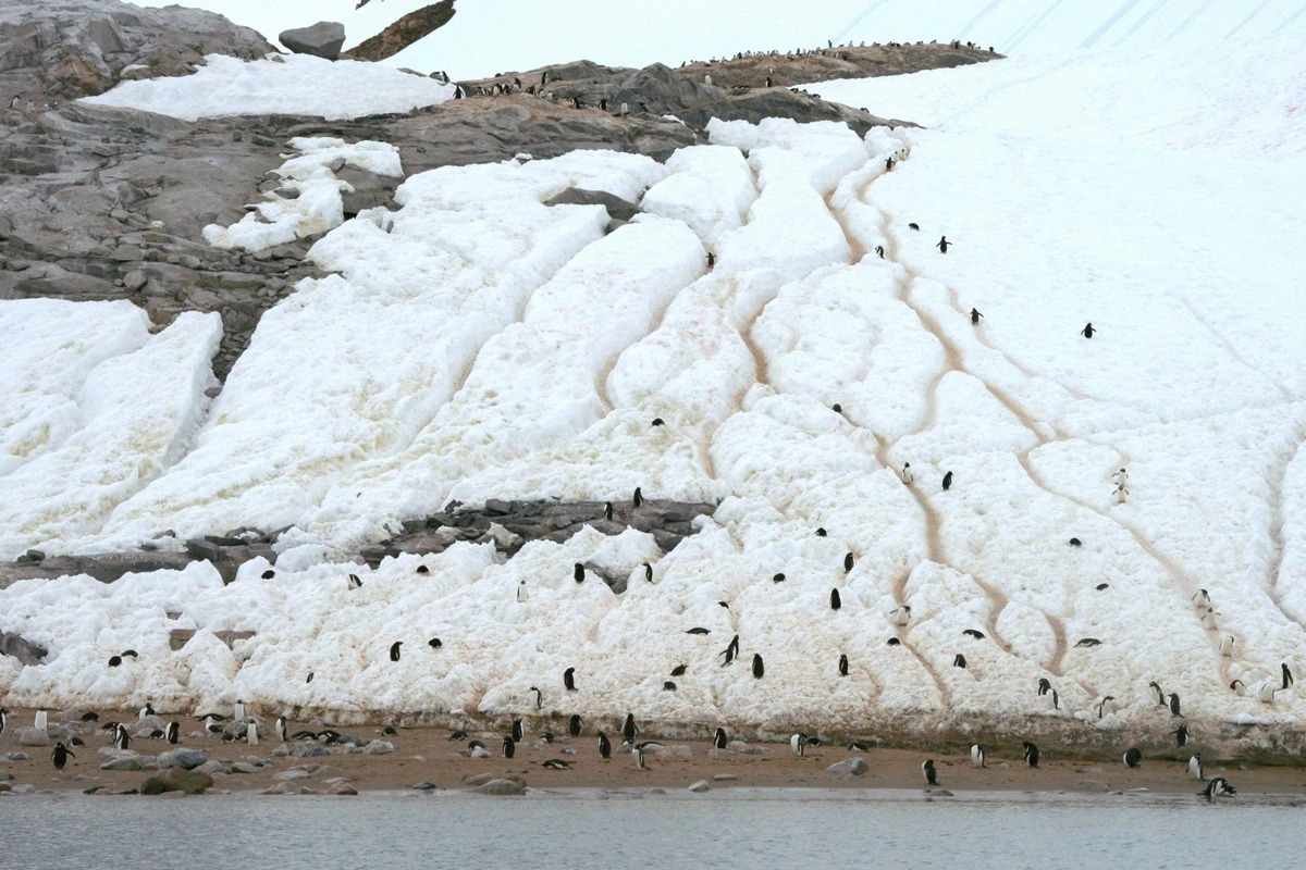 ペンギンハイウェイ